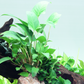 Anubias Gracilis  אנוביאס גרסיליס