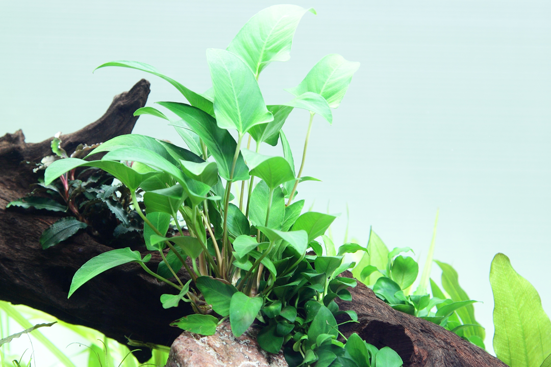 Anubias Gracilis  אנוביאס גרסיליס