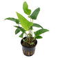 Anubias Gracilis  אנוביאס גרסיליס