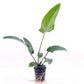 Anubias Gracilis  אנוביאס גרסיליס