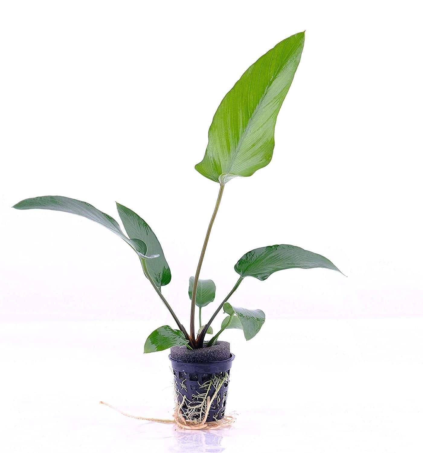 Anubias Gracilis  אנוביאס גרסיליס