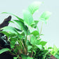 Anubias Gracilis  אנוביאס גרסיליס