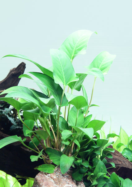 Anubias Gracilis  אנוביאס גרסיליס
