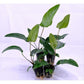 Anubias Gracilis  אנוביאס גרסיליס