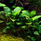 Anubias Barteri Var. Nana  אנוביה ברטרי ננה
