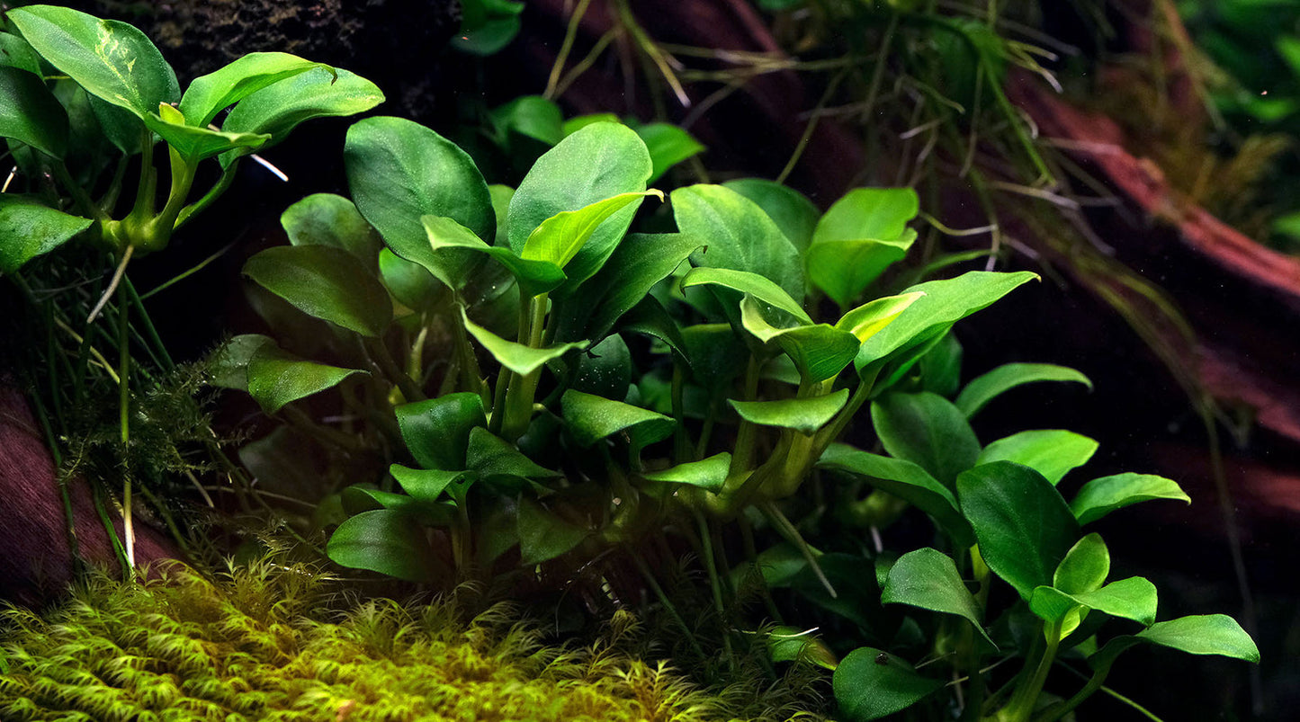 Anubias Barteri Var. Nana  אנוביה ברטרי ננה