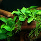 Anubias Barteri Var. Nana  אנוביה ברטרי ננה