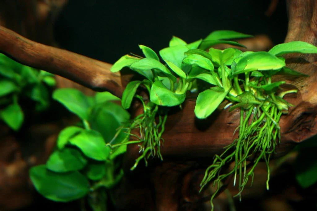 Anubias Barteri Var. Nana  אנוביה ברטרי ננה