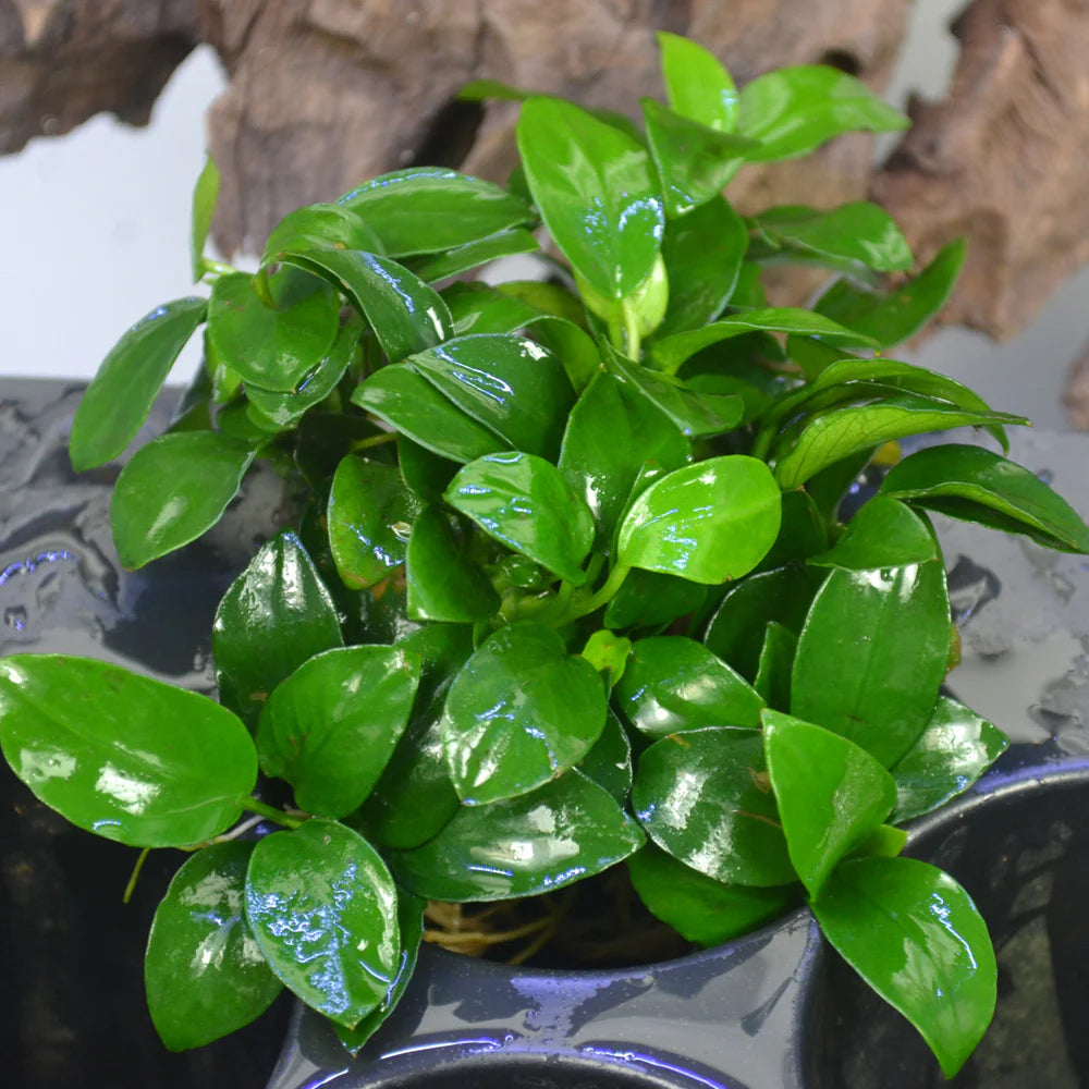 Anubias Barteri Var. Nana  אנוביה ברטרי ננה