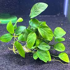 Anubias Barteri Var. Nana  אנוביה ברטרי ננה
