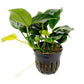 Anubias Barteri Var. Nana  אנוביה ברטרי ננה