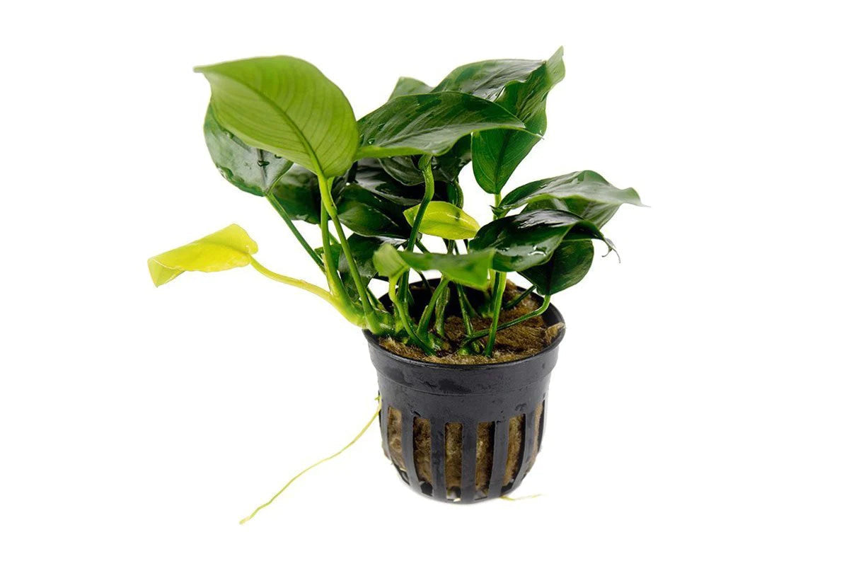Anubias Barteri Var. Nana  אנוביה ברטרי ננה
