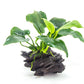Anubias Barteri Var. Nana  אנוביה ברטרי ננה