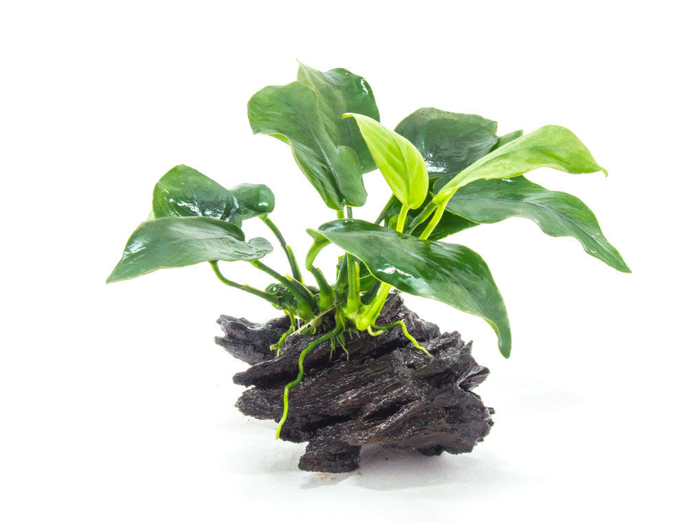 Anubias Barteri Var. Nana  אנוביה ברטרי ננה