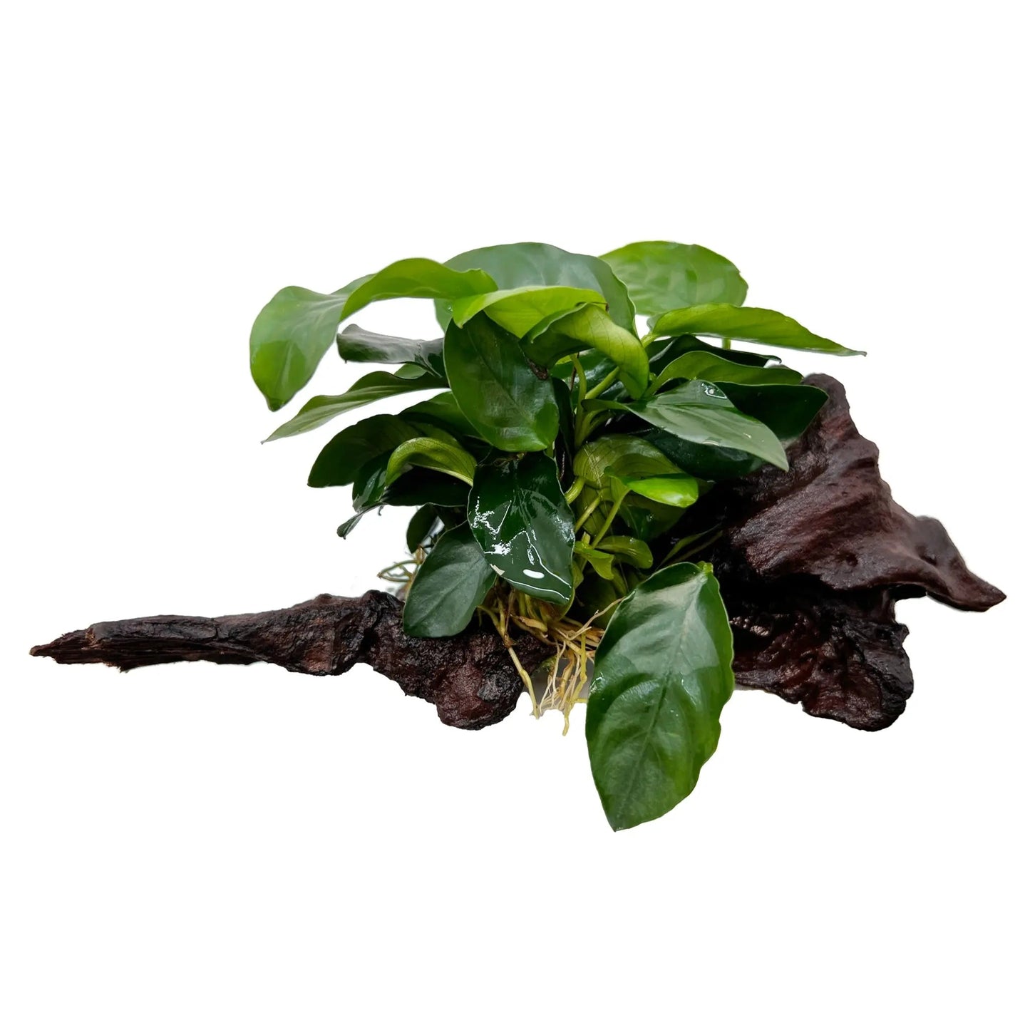 Anubias Barteri Var. Nana  אנוביה ברטרי ננה