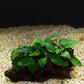 Anubias Barteri Var. Nana  אנוביה ברטרי ננה