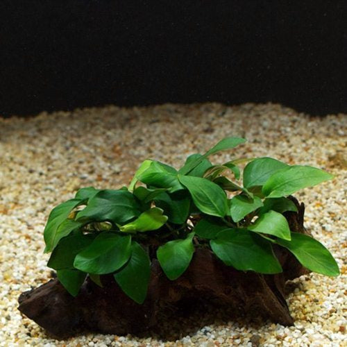 Anubias Barteri Var. Nana  אנוביה ברטרי ננה