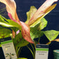 Echinodorus Sunset   אכינודורוס סנסט