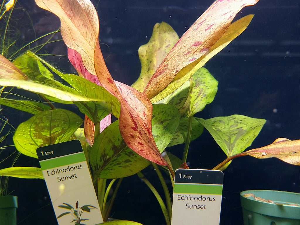 Echinodorus Sunset   אכינודורוס סנסט