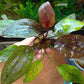 Echinodorus Sunset   אכינודורוס סנסט