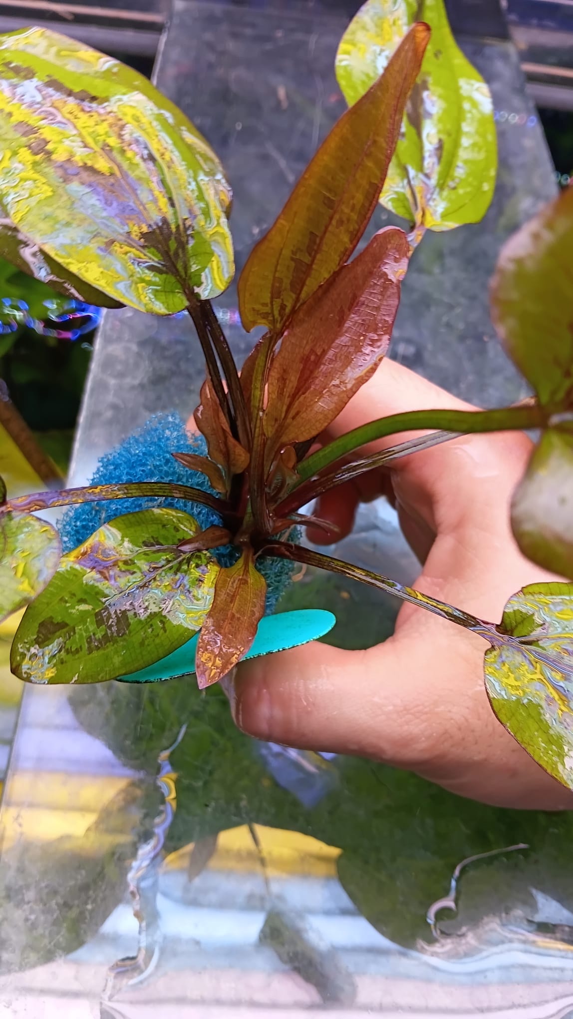 Echinodorus Sunset   אכינודורוס סנסט