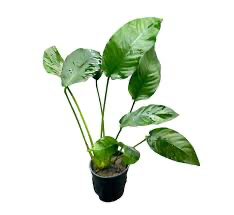 Anubias Barteri  אנוביאס ברטרי