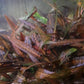 Cryptocoryne Affinis Red קריפטוקורין אפיניס רד