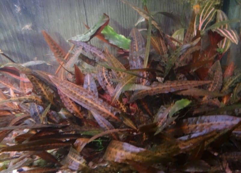 Cryptocoryne Affinis Red קריפטוקורין אפיניס רד