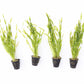 Vallisneria Assiatica var. Contortionist    וליסנריה אסיאטיקה (ככול הנראה וריאציה קונטורטיוניסט)
