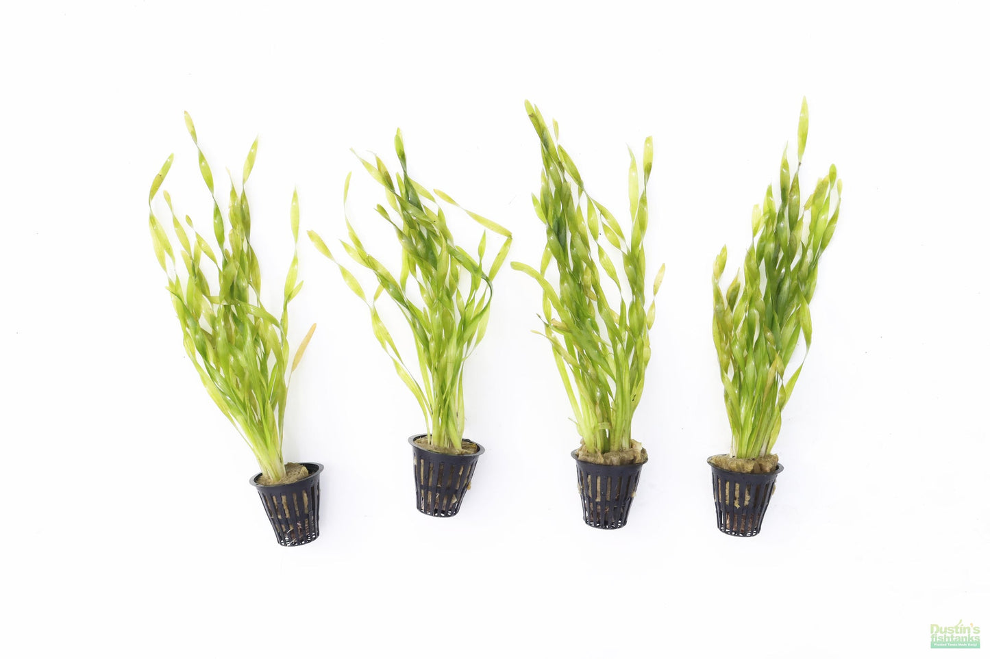 Vallisneria Assiatica var. Contortionist    וליסנריה אסיאטיקה (ככול הנראה וריאציה קונטורטיוניסט)