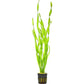 Vallisneria Assiatica var. Contortionist    וליסנריה אסיאטיקה (ככול הנראה וריאציה קונטורטיוניסט)