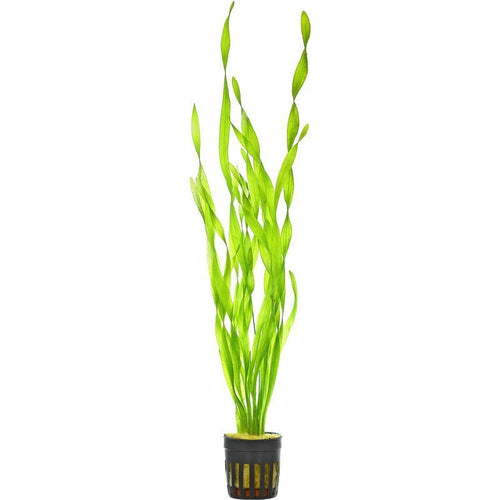 Vallisneria Assiatica var. Contortionist    וליסנריה אסיאטיקה (ככול הנראה וריאציה קונטורטיוניסט)