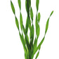 Vallisneria Assiatica var. Contortionist    וליסנריה אסיאטיקה (ככול הנראה וריאציה קונטורטיוניסט)