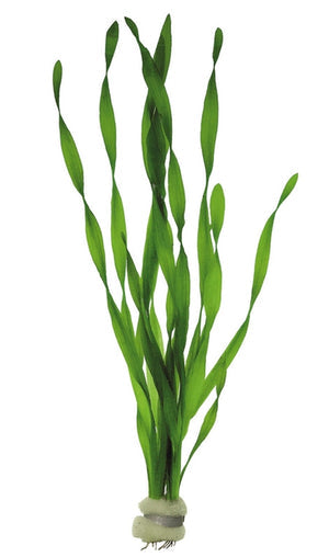 Vallisneria Assiatica var. Contortionist    וליסנריה אסיאטיקה (ככול הנראה וריאציה קונטורטיוניסט)