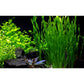 Vallisneria Assiatica var. Contortionist    וליסנריה אסיאטיקה (ככול הנראה וריאציה קונטורטיוניסט)