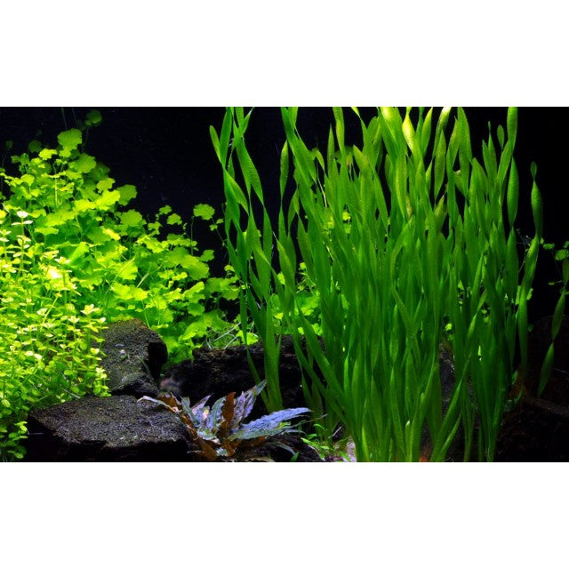 Vallisneria Assiatica var. Contortionist    וליסנריה אסיאטיקה (ככול הנראה וריאציה קונטורטיוניסט)