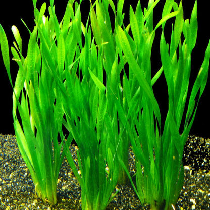 Vallisneria Assiatica var. Contortionist    וליסנריה אסיאטיקה (ככול הנראה וריאציה קונטורטיוניסט)