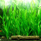 Vallisneria Assiatica var. Contortionist    וליסנריה אסיאטיקה (ככול הנראה וריאציה קונטורטיוניסט)