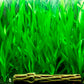 Vallisneria Assiatica var. Contortionist    וליסנריה אסיאטיקה (ככול הנראה וריאציה קונטורטיוניסט)