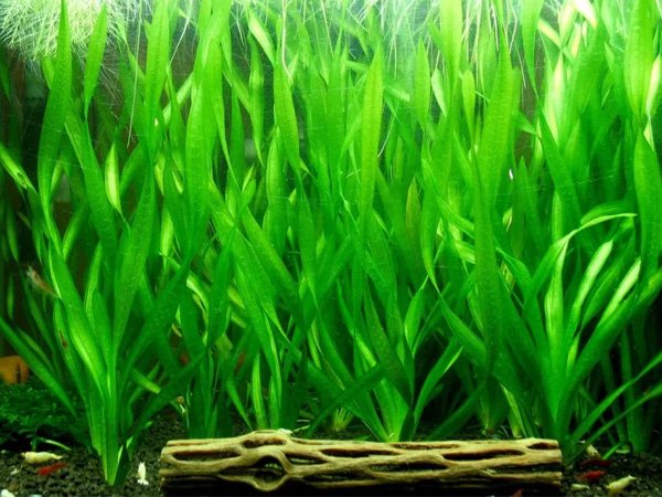Vallisneria Assiatica var. Contortionist    וליסנריה אסיאטיקה (ככול הנראה וריאציה קונטורטיוניסט)