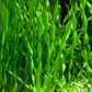 Vallisneria Assiatica var. Contortionist    וליסנריה אסיאטיקה (ככול הנראה וריאציה קונטורטיוניסט)