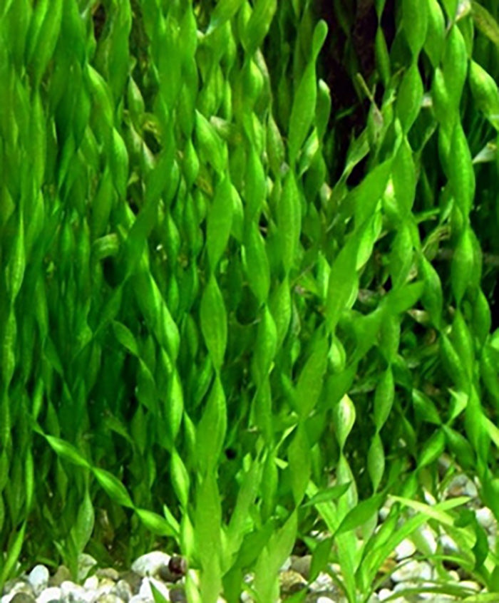 Vallisneria Assiatica var. Contortionist    וליסנריה אסיאטיקה (ככול הנראה וריאציה קונטורטיוניסט)