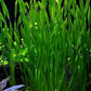 Vallisneria Assiatica var. Contortionist    וליסנריה אסיאטיקה (ככול הנראה וריאציה קונטורטיוניסט)