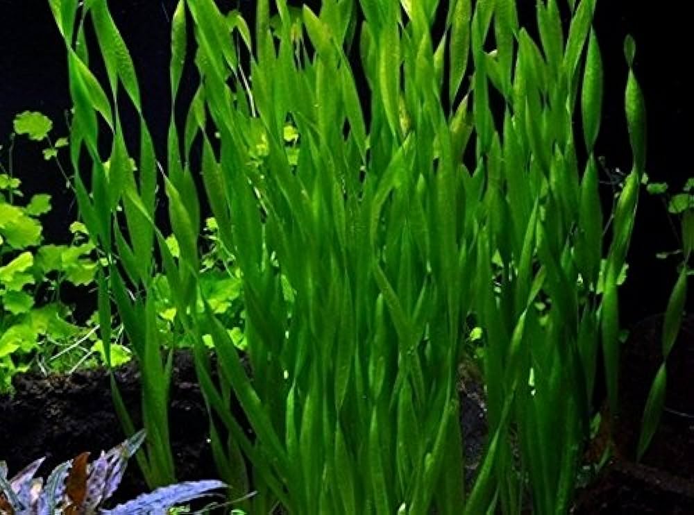 Vallisneria Assiatica var. Contortionist    וליסנריה אסיאטיקה (ככול הנראה וריאציה קונטורטיוניסט)