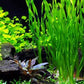 Vallisneria Assiatica var. Contortionist    וליסנריה אסיאטיקה (ככול הנראה וריאציה קונטורטיוניסט)