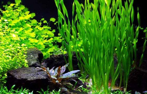 Vallisneria Assiatica var. Contortionist    וליסנריה אסיאטיקה (ככול הנראה וריאציה קונטורטיוניסט)