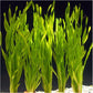 Vallisneria Assiatica var. Contortionist    וליסנריה אסיאטיקה (ככול הנראה וריאציה קונטורטיוניסט)