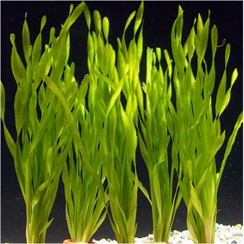 Vallisneria Assiatica var. Contortionist    וליסנריה אסיאטיקה (ככול הנראה וריאציה קונטורטיוניסט)