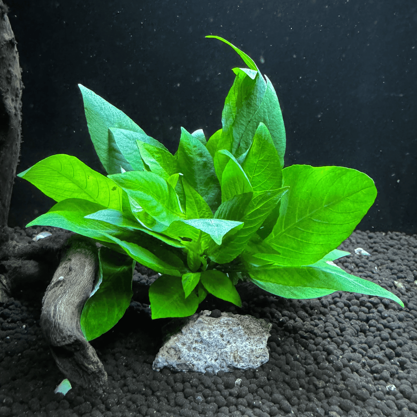 Hygrophila Corymbosa “Compact”              היגרופילה קורימבוסה קומפקט