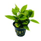 Hygrophila Corymbosa “Compact”              היגרופילה קורימבוסה קומפקט